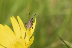 Strobilotoma typhaecornis