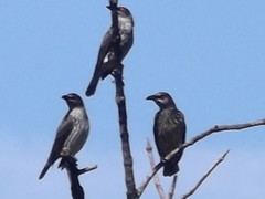 Asian Glossy Starling photo 6