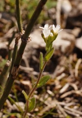 Arabis recta