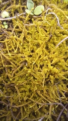 Triquetrella tristicha