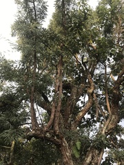 Dalbergia miscolobium