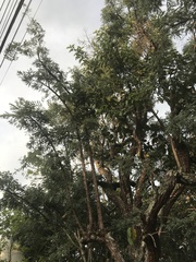 Dalbergia miscolobium