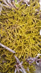 Triquetrella tristicha