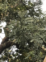 Dalbergia miscolobium