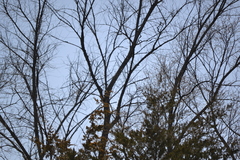 Spizelloides arborea