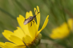 Strobilotoma typhaecornis