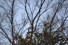 Spizelloides arborea