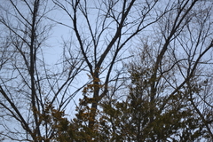 Spizelloides arborea