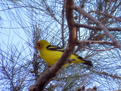 Piranga ludoviciana