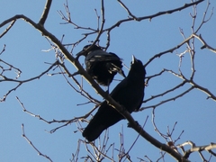 Corvus corone