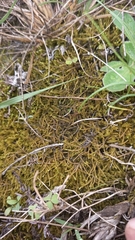Triquetrella tristicha