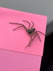 Philodromus placidus