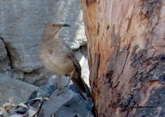 Toxostoma curvirostre