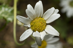 Anthemis chia