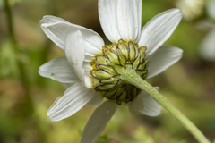 Anthemis chia