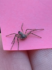 Philodromus placidus