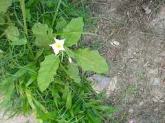 Solanum juvenale