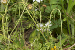 Anthemis chia