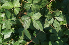 Rubus