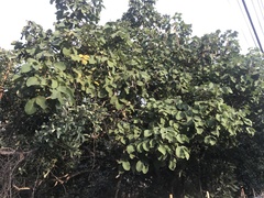 Caryocar brasiliense