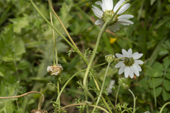 Anthemis chia