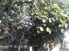 Caryocar brasiliense