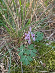 Corydalis paczoskii