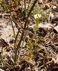 Arabis recta