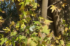 Acer saccharinum