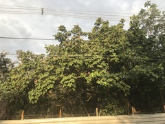 Caryocar brasiliense