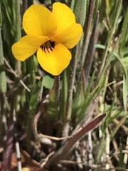 Viola douglasii