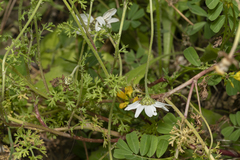 Anthemis chia