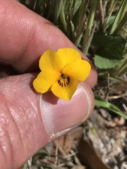 Viola douglasii