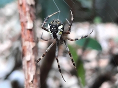 Argiope perforata