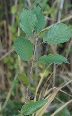 Frangula alnus