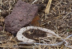 Cyllopsis pertepida pertepida