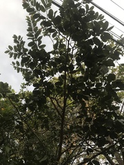 Hymenaea stigonocarpa