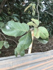 Hymenaea stigonocarpa