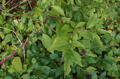 Phytolacca americana