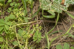 Anthemis chia