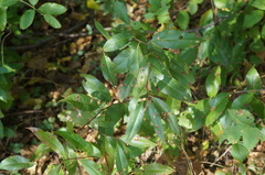 Prunus serotina