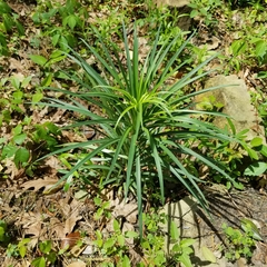 Lilium philippinense