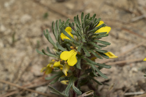 Ground-pine (Ajuga chamaepitys)
