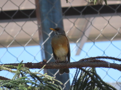 Turdus rufopalliatus