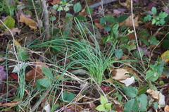 Allium vineale