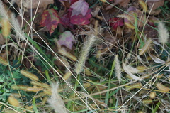 Setaria pumila