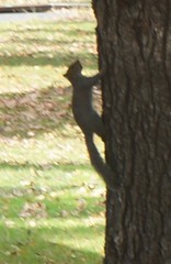 Sciurus carolinensis
