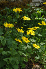 Doronicum caucasicum