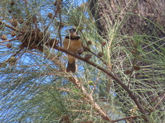 Sporophila torqueola