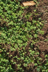 Trifolium repens